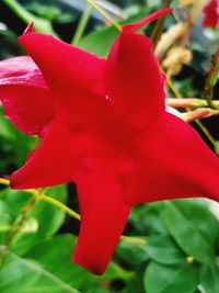 Close-up of red flower