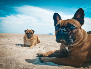 Portrait of dog relaxing on sand