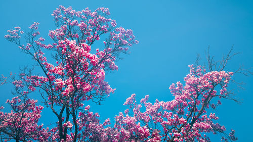 Low angle view of tree against clear sky