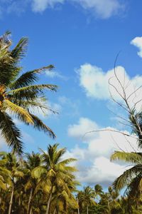 Low angle view of palm trees against sky