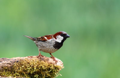 Close-up of bird perching on a branch