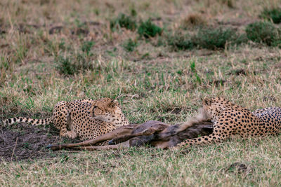 View of two cats on grass