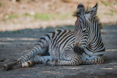 Close-up of zebra