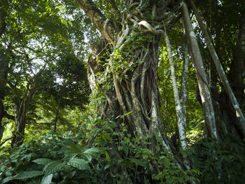 Low angle view of bamboo trees in forest