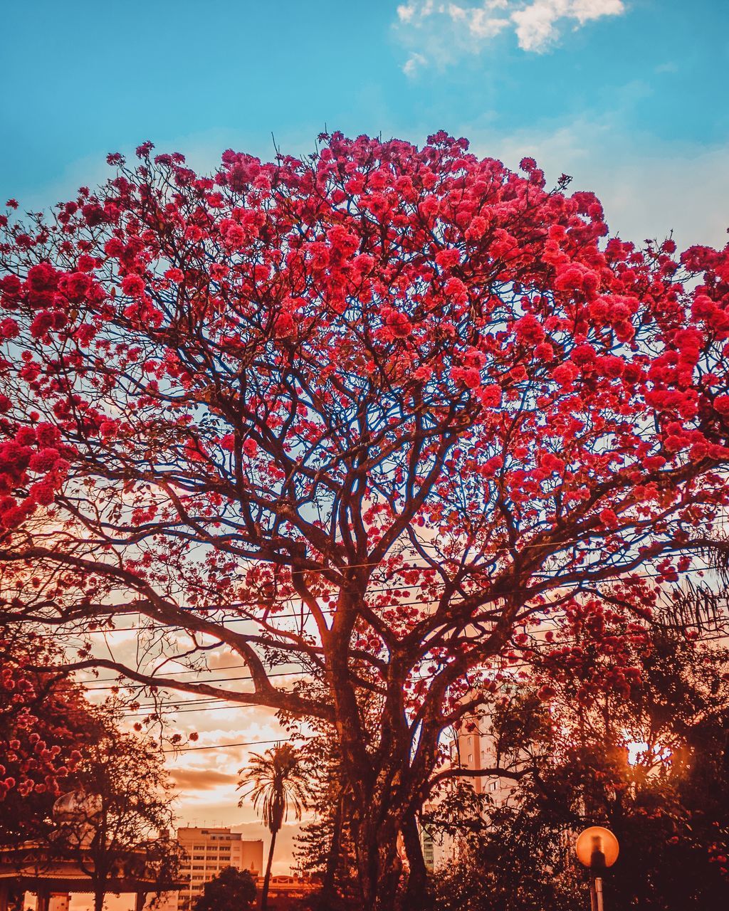 LOW ANGLE VIEW OF CHERRY TREE AGAINST SKY