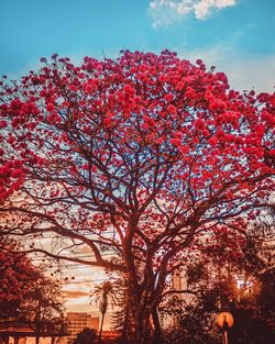 Low angle view of cherry blossoms against sky