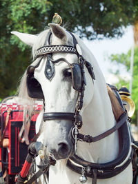 Close-up of horse cart