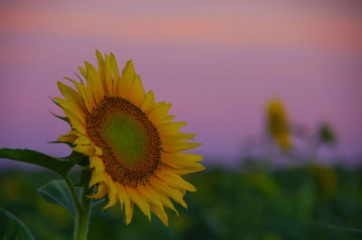 Close-up of sunflower