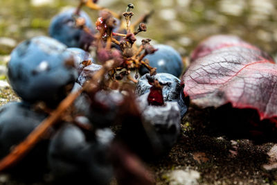 Close-up of berries growing on rock