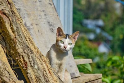 A little kitten sneaking out ....