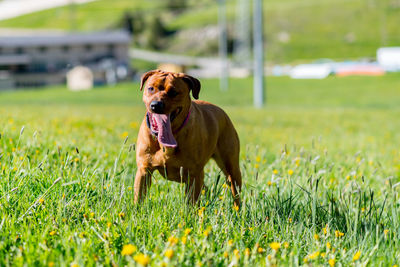 Dog running in field