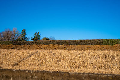 Scenic view of field against clear blue sky
