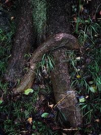 High angle view of moss on tree trunk