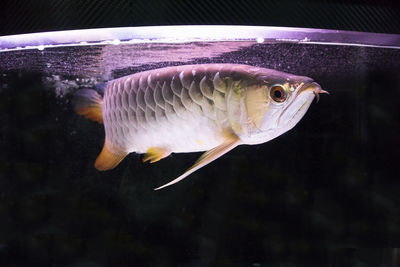 Fish swimming in aquarium