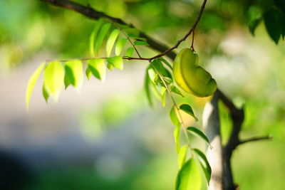 Close-up of fruit growing on plant