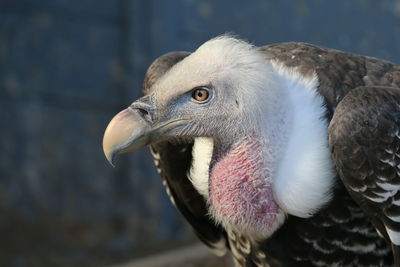 Close-up of alert eagle