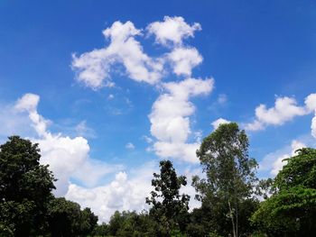 Low angle view of trees against blue sky