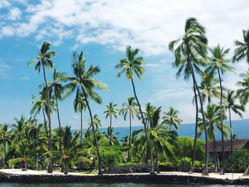 Palm trees on beach against sky