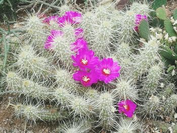 High angle view of pink flowering plants during rainy season