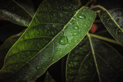 Close-up of wet leaves