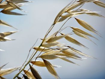 Close-up of wheat against clear sky