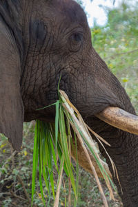 indian elephant