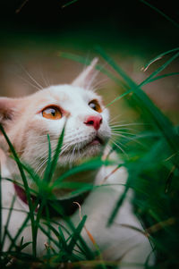 Do cats like to eat grass