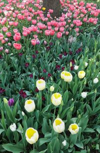 Close-up of yellow tulips blooming outdoors