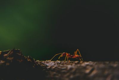 Close-up of spider