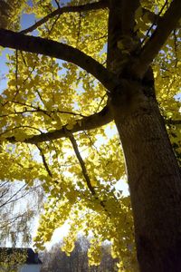 Low angle view of tree in forest