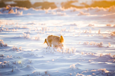 Full length of a sheep on snow