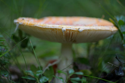 Close-up of fly agaric mushroom