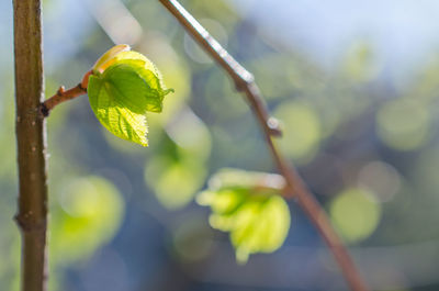 Close-up of green leaves on twig