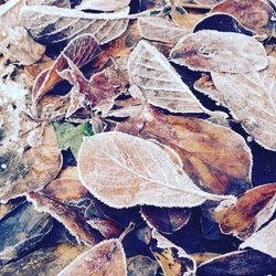 Close-up of dried leaves during autumn