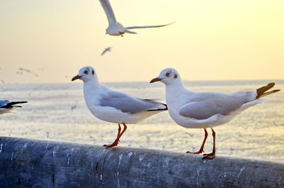 Seagulls perching on a sea against clear sky