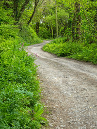 Road amidst trees in forest