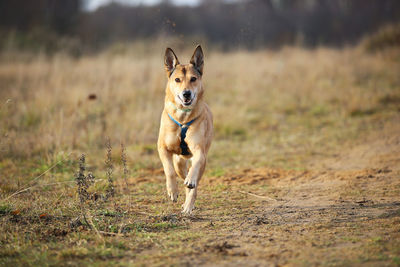 Portrait of dog running on field