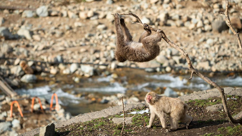 Japanese snow monkey climb on small tree near canal, jigokudani park, yamanouchi, nagano, japan.