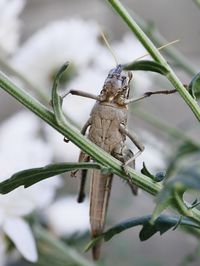 Close-up of insect on plant