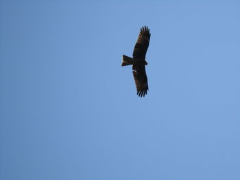 Low angle view of eagle flying against clear blue sky