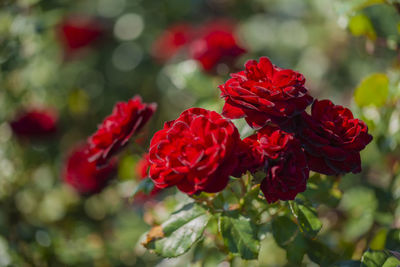 Close-up of red flowering plant in park