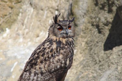 Close-up portrait of owl