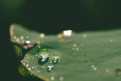 Close-up of water drops on leaf