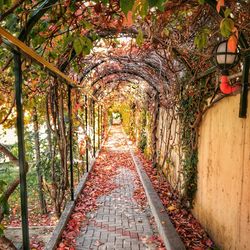 Walkway amidst trees