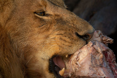 Close-up of male lion chewing animal carcase