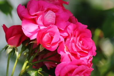 Close-up of pink rose