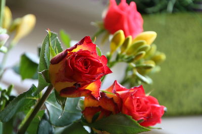 Close-up of rose bouquet