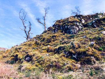 Low angle view of plants growing on rock against sky