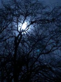 Low angle view of silhouette bare trees against sky