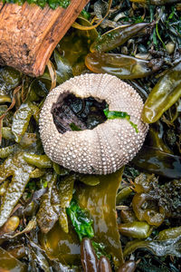 High angle view of fish in sea